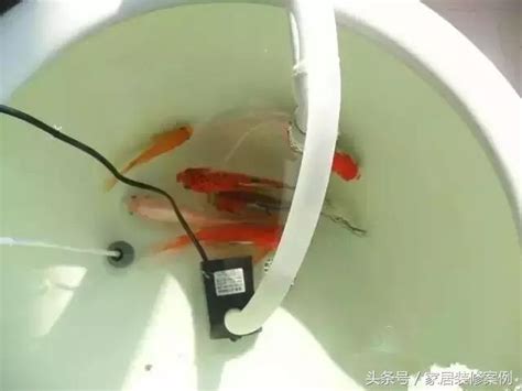 陽台養魚風水